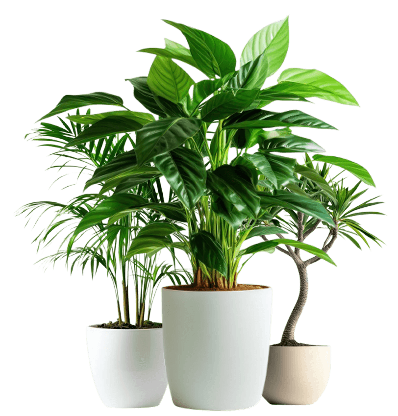 Potted plants representing trees planted